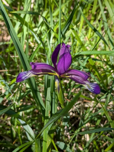 Iris graminea, photograph 2