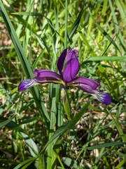 Iris graminea, photograph author not stated, no rights reserved