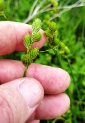 Carex longii