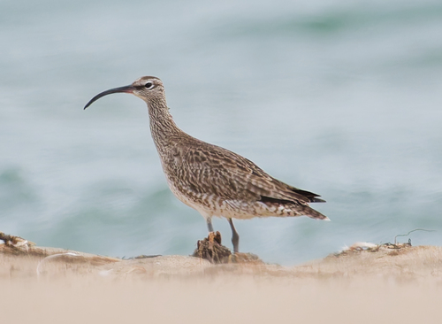 iNaturalist image