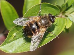 Tachina lurida