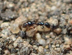 Monomorium minimum