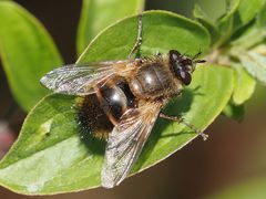 Tachina lurida