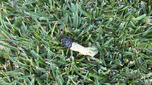dune stinkhorn