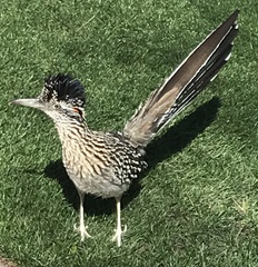 Geococcyx californianus