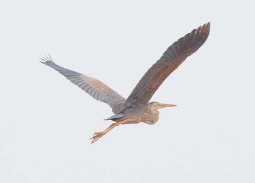 iNaturalist image