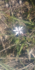 Lithophragma parviflorum