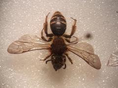 Andrena lagopus
