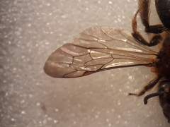 Andrena lagopus