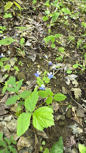 Collinsia verna, photograph 3