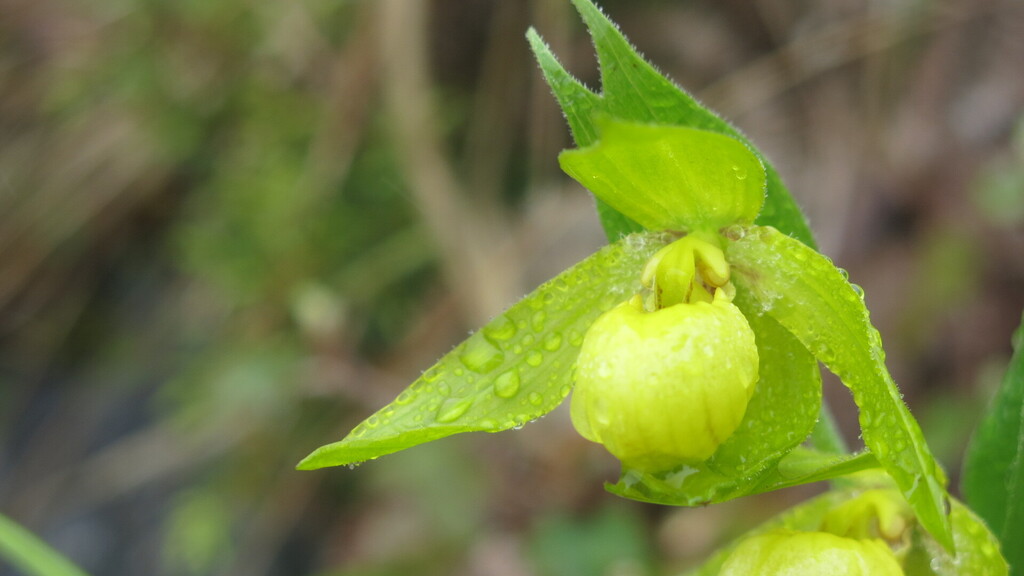 Cypripedium segawae Masam. 3
