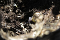 Helminthoglypta petricola