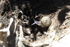 Helminthoglypta petricola