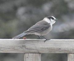 Perisoreus canadensis image