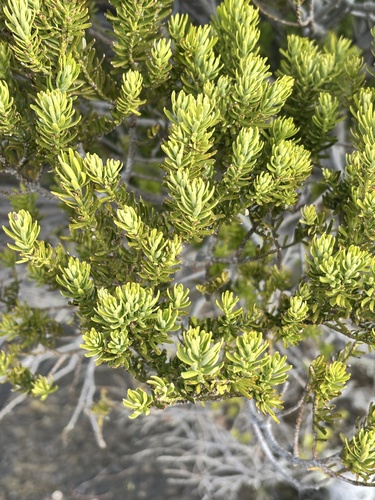 Prumnopitys andina observed 2026-05-31