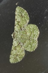 Aeolochroma viridicata