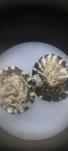 Siphonaria maura observed 2026-06-02