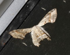 Phazaca leucocephala