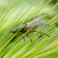 Dorycera