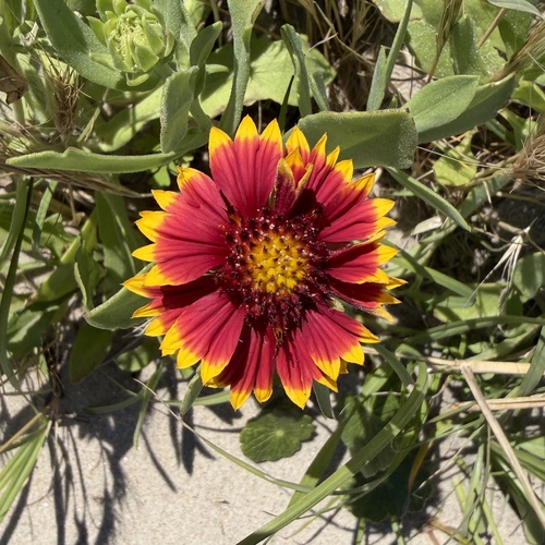 Gaillardia
