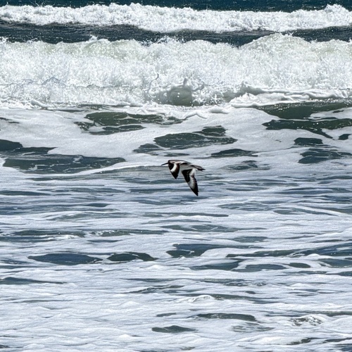Playero aliblanco