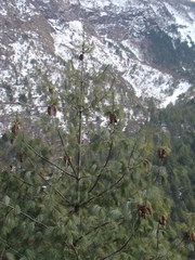 Pinus wallichiana