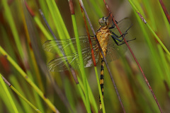 Orthetrum boumiera