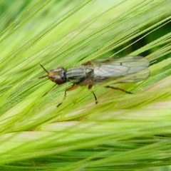 Dorycera