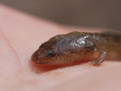 Pseudotriton ruber ruber