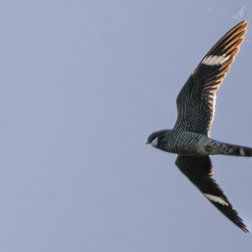 Common Nighthawk