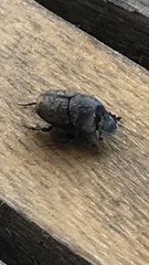 Onthophagus nuchicornis