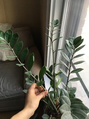 Zamioculcas