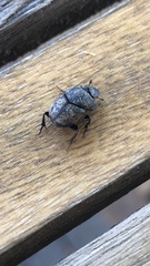 Onthophagus nuchicornis