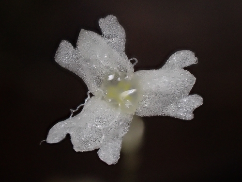 Mountain yellowseed (Gymnosiphon sphaerocarpus)