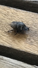 Onthophagus nuchicornis