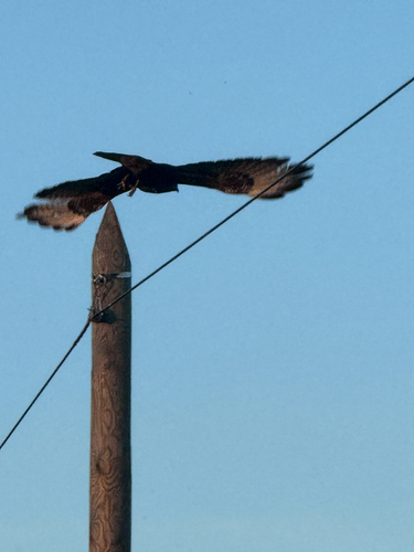 Common Buzzard