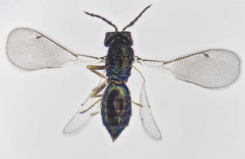 Omphale connectens