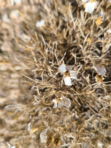 desert zinnia