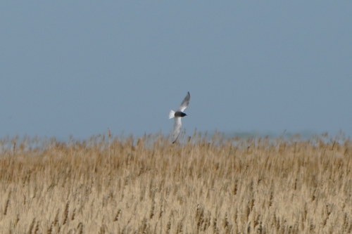iNaturalist: (c) Анна Гуляева, some rights reserved (CC BY-NC), uploaded by Анна Гуляева iNaturalist image