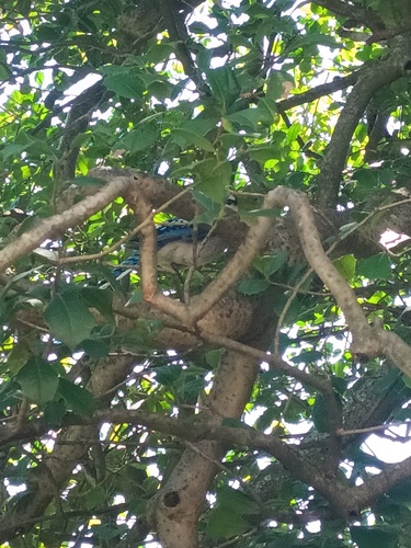 Blue Jay