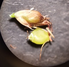 Rhynchospora harveyi