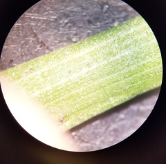 Carex longii
