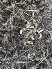 Centrocercus urophasianus