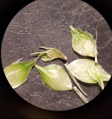 Carex longii