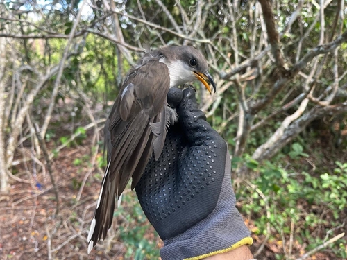 Pearly-breasted Cuckoo