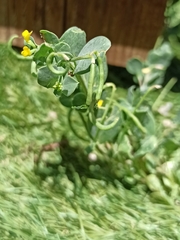Coronilla scorpioides
