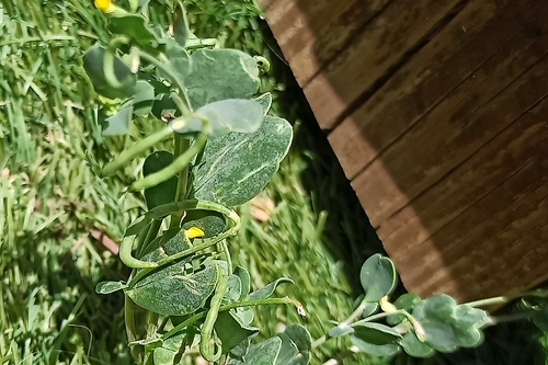 Coronilla scorpioides, photograph 2