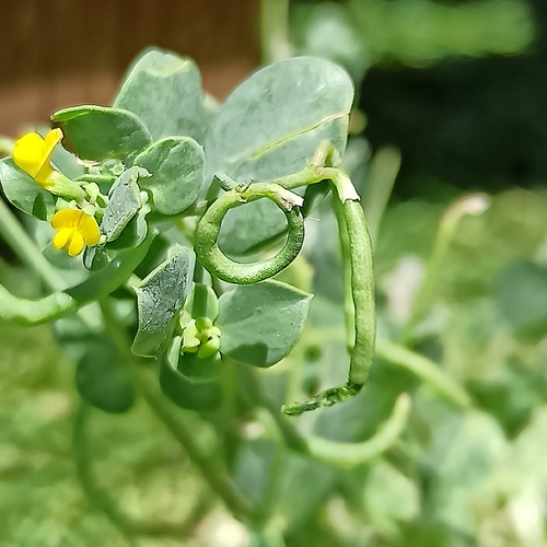 Coronilla scorpioides, photograph 3