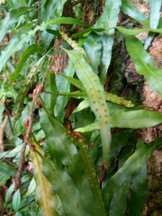 Microgramma heterophylla