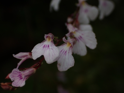 Ionopsis utricularioides, photograph 3